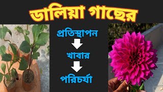 ডালিয়া ফুল গাছের সম্পূর্ণ পরিচর্যা॥ How to care dahlia flower in bengali [upl. by Faden]