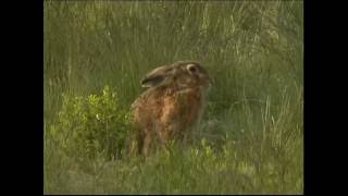 Steckbrief Natur Teil 10 Hasen Kaninchen [upl. by Rannug291]