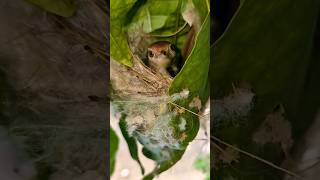 Tailor bird in nest🪶🐦birdtailorbird [upl. by Laise]