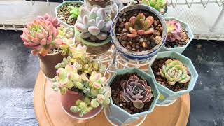 Exotic succulents are almost ready for winter home succulents indoorplants wintercare [upl. by Whipple]