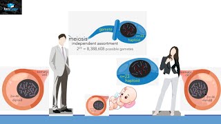 Chromosomal Theory Of Inheritance [upl. by Bellaude]