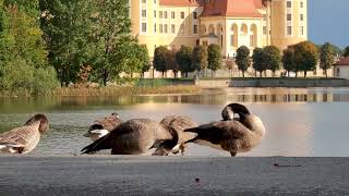 Schloss Moritzburg  4K [upl. by Enyrhtac]