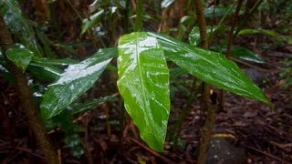 PLUIE TRES DOUCE Pour Apaiser lEsprit Et Dormir Profondément  Détente Étude Sommeil  4H [upl. by Loftus]