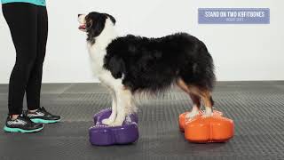 FitPaws® CanineGym® K9FITbone™ Balance Platform [upl. by Thorpe50]