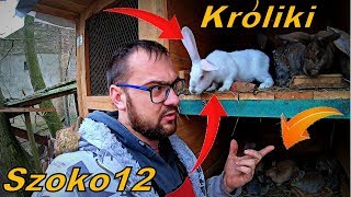 Hodowla Królików Vlog254 Czym Karmię amp Po Co Je Trzymamy [upl. by Rhodie]