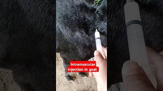 Placenta Treatmentpyometragenital diseaseintramuscular injectionantibiotic 💉 goat shortsfeed [upl. by Ayk812]