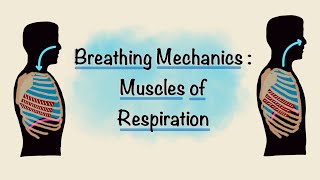 Muscles of Respiration  Breathing Mechanics  Respiratory Physiology [upl. by Charron]