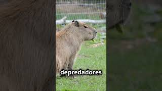 Capibaras Sobreviviendo a un Mundo de Peligros capibara animales naturaleza [upl. by Akedijn67]