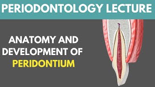 Anatomy And Development Of Structures Of Periodontium Complete Lecture  Dr Aqsa Islam Khattak [upl. by Harikahs]