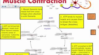 Muscle Contraction  Actin and Myosin IB Biology [upl. by Kirwin]