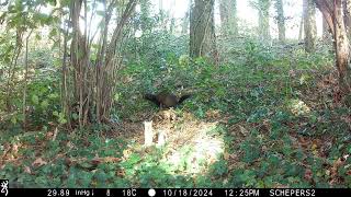 Bunzing laat zich mooi zien op wildcamera [upl. by Tann]