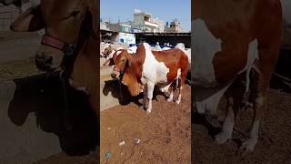 Ablak bull  mandi 2024  northern bypass mandi  shortsvideo [upl. by Ynaffital679]