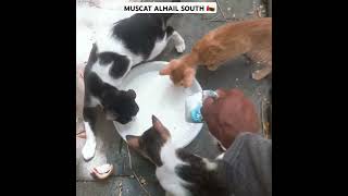 special long life milk 🥛 amp strawberry 🍓 milk 🍼cat muscat vaniyambadi shorts FAROOQMUSCAT [upl. by Fogarty]