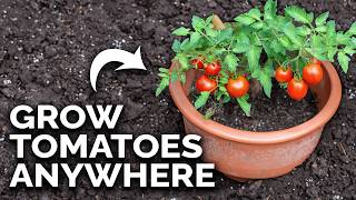 Grow Amazing Tomatoes In Containers 🍅 COMPLETE GUIDE [upl. by Znieh]