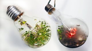 LIGHT BULB TURNED ON WITH PLANTS GROWING INSIDE [upl. by Eseeryt]