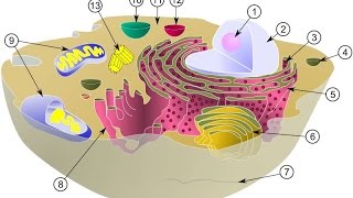 LES ORGANITES CELLULAIRES DÉFINITIONS ET RÔLES [upl. by Seymour]