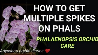 Phalaenopsis orchids care How to get multiple spikes on orchids [upl. by Ybhsa]