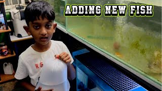 🐟Adding new fish in Peacock bass tank SimbaaVlogs [upl. by Netti594]