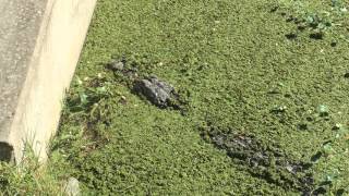 American Alligator in Merritt Island Florida Canal 4k UHD Video [upl. by Bonns137]