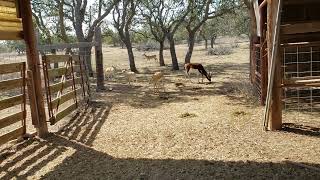 Feeding time on the ranch  blackbuck antelope [upl. by Alegnat]