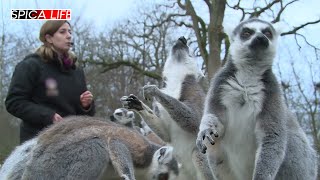 La magie du zoo de Thoiry  une expérience incontournable [upl. by Silvanus813]