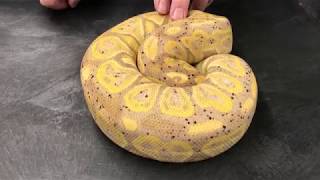 Ball Python Morphs 11 Bananas and Coral Glows [upl. by Ardnekan]