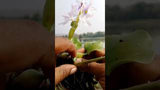 Information Of Eichhornia Plant  Water Hyacinth Terror Of Bengal Viral video Science video [upl. by Soinotna]