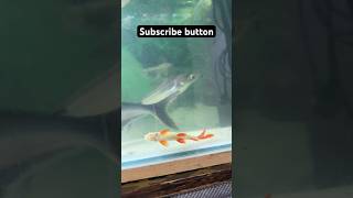 Alligator fish  Redtail shark 🦈😍🇯🇵fish trendingshorts livestream aquarium livestream [upl. by Acenom]