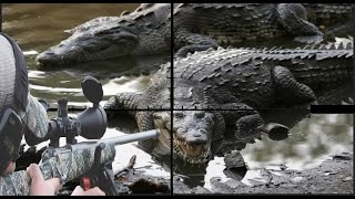 Hunting African Nile crocodiles with snipers part two [upl. by Evvie]