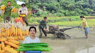 the new harvest season begins again  harvesting corn black beans gourds farming  my rural life [upl. by Pascoe]