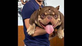 TOP ONE EXOTIC BULLY STUD PHILIPPINES [upl. by Anoli946]