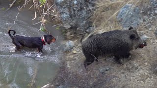 EPIC BOAR HUNT ADVENTURE WITH DOGS BEST HUNTING SHOTS hunting wildlife [upl. by Aicenert]