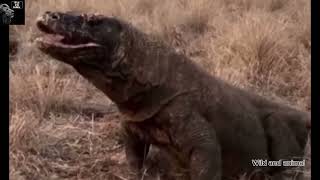 Most Amazing Moments Of Comodo dragon  animal video [upl. by Jansson388]