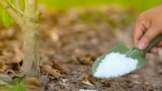 urea fertilizer use plant 🪴 यूरिया खाद कैसे इस्तेमाल करे। [upl. by Marcel]