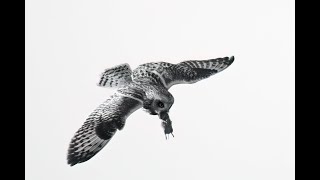 Shorteared owl with vole flight sequence [upl. by Lauretta]