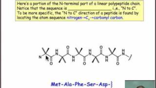 Amino Acids and Peptides [upl. by Clapper]