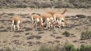 Vicuñas Pampa Cañahuas Arequipa [upl. by Llenrub]