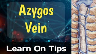 Azygos Vein [upl. by Amsirhc]