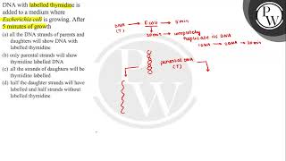 DNA with labelled thymidine is added to a medium where Escherichia [upl. by Nnov]