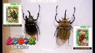 甲虫王者ムシキングの標本紹介  世界昆虫博物館 シンガポールのセントーサ島 [upl. by Turnbull]