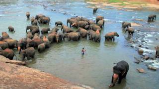 Pinnawala Elephant Orphanage [upl. by Gregg955]