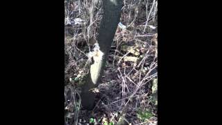 Danish stone axe demonstration chopping a tree [upl. by Kaitlynn]