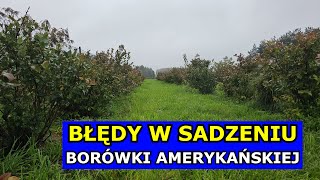 NIE SADŹ tak Borówek Błędy przy Sadzeniu Borówki amerykańskiej Jak i Kiedy Sadzić Borówki Uprawa [upl. by Sac32]