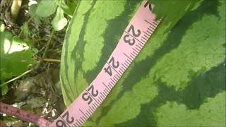 Carolina Cross Giant Watermelon update 8 31 2014 [upl. by Atiuqel]