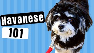 Havanese Dog 101  Dogs 101  Watch to learn all about the Havanese Dog [upl. by Aikim]