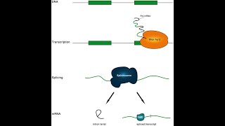 Functions of Introns [upl. by Hersch]