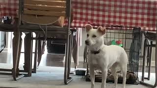 My dog reacting to barking noises on the tv [upl. by Notyarb]