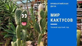 Калининград Ботанический сад Кактусы [upl. by Lleon]