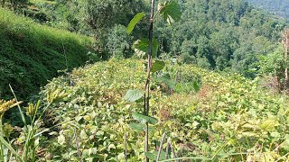 पहिलो बर्ष को किवि बिरुवा  first years kiwi plants 🥝🌱 [upl. by Aramas]