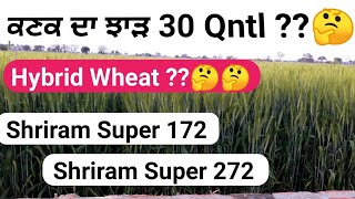 Shriram wheat 272 and super 172 seed details [upl. by Ihcehcu78]